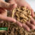 green wood energy - wood pellet indonesia 3(1)
